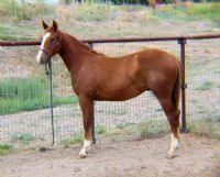 2019 Geldings